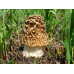 Мицелий Сморчка степного (Morchella steppicola)